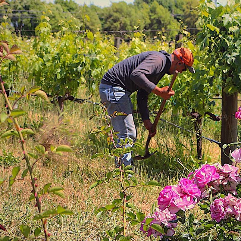 man tending to vineyard with a rake
