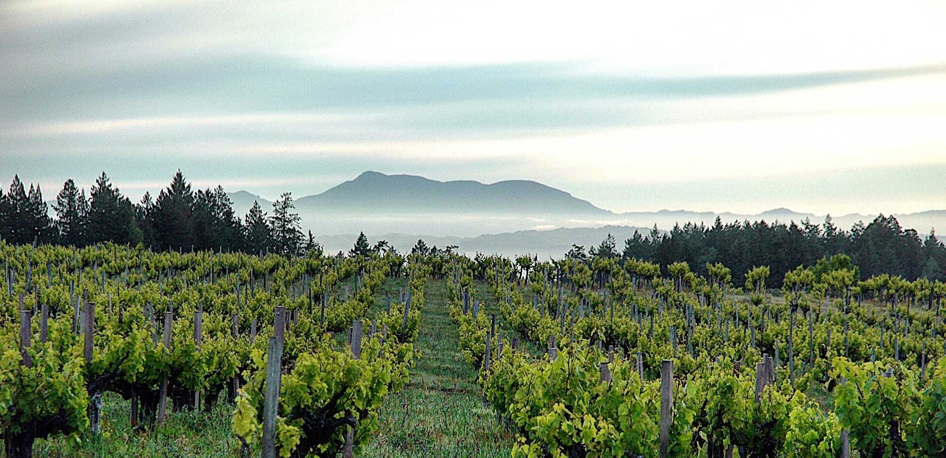 vineyard rows against foggy hillside