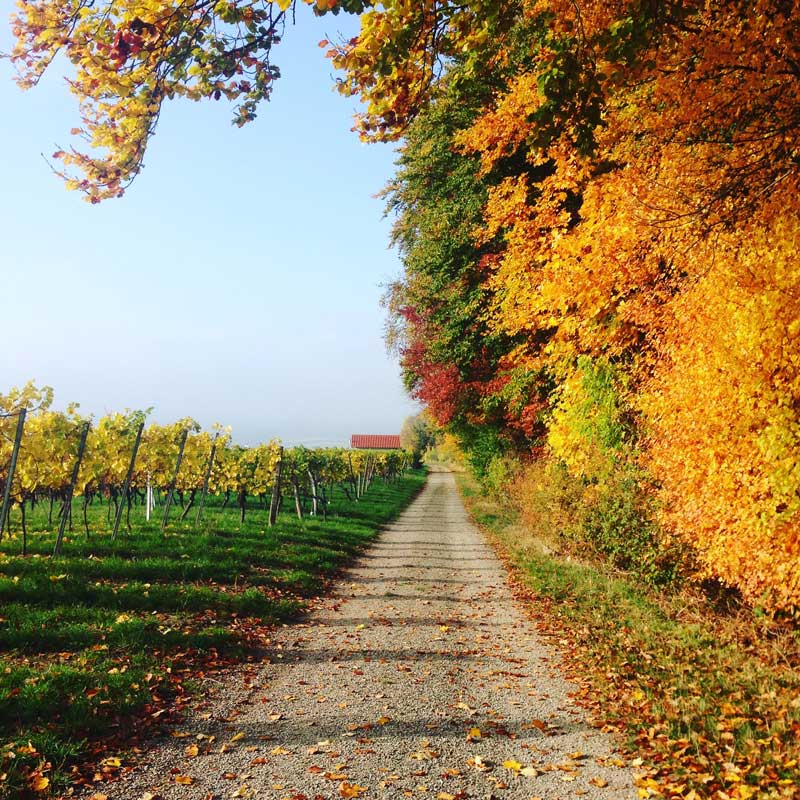 gravel road with vineyards to the left and fall foliage on the right