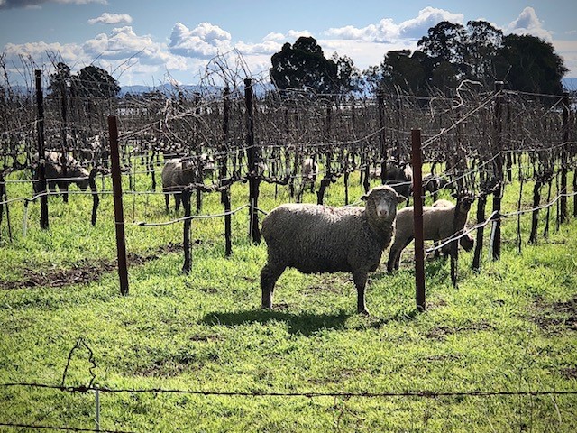 sheep in vineyards