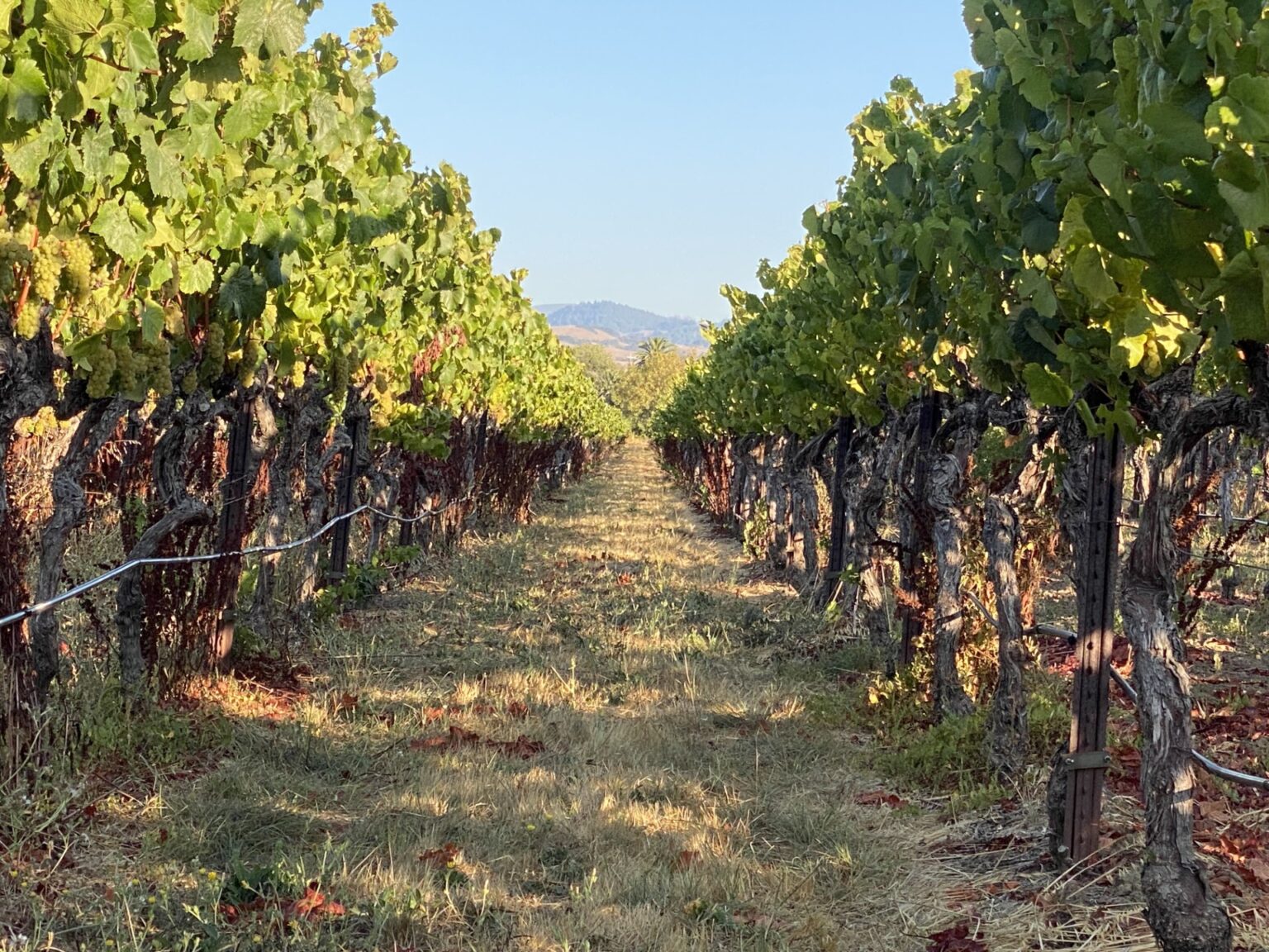 How Dario Sattui Made a Large Fortune in the Wine Business - Global ...