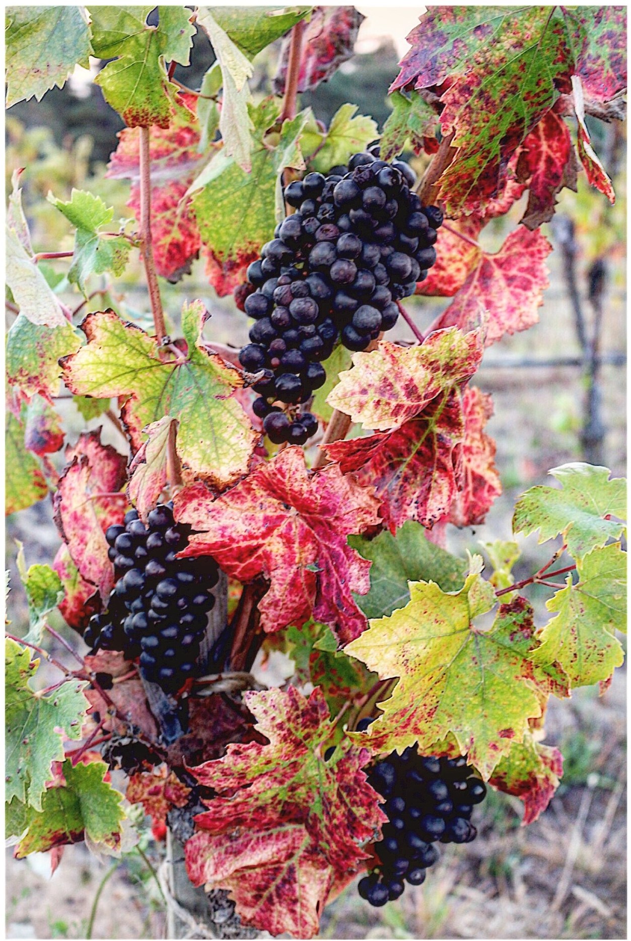 red grapes at harvest