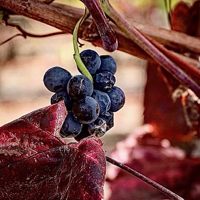 cabernet raisins